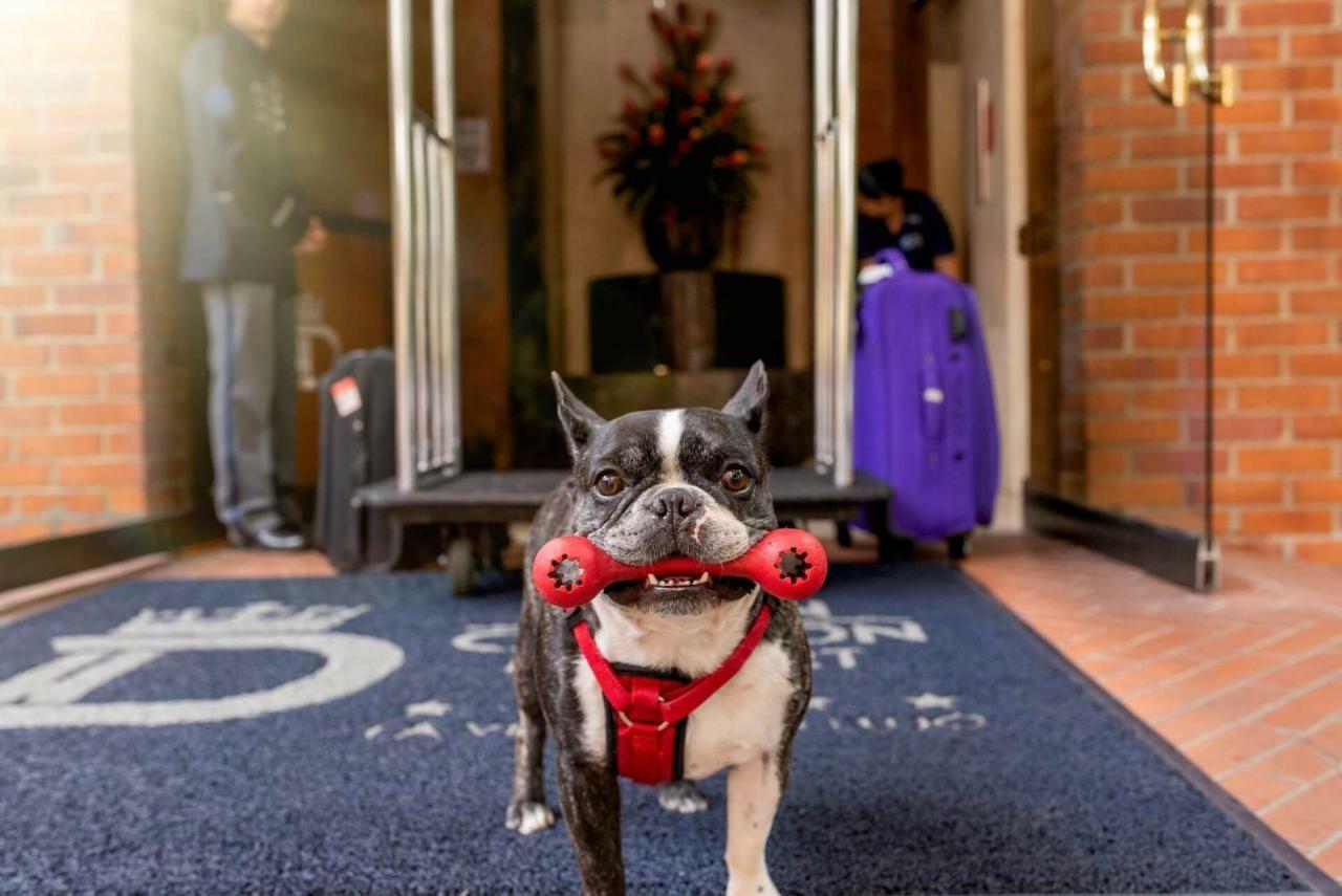 Hotel Dann Carlton Belfort Medellín Esterno foto Boston Terrier at the entrance of the hotel